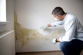 Best Attic Mold Removal  in Bernalillo, NM